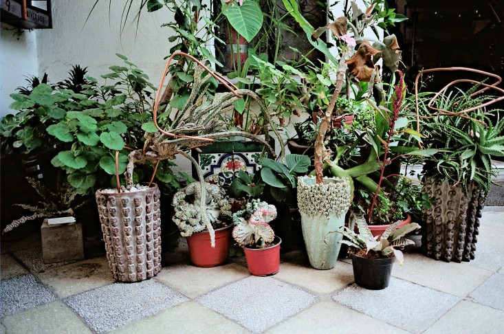 Lush Grenery And Potted Plants In Stylish Mexican Patio - Garden Ideas ...